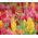 Celosia Plumosa - Mixed - Celosia argentea var. plumosa - Plush Blooms, Captivating Displays - Fresh Seeds