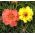 Praktportlak fylld mix - Portulaca grandiflora - Regnbågsfärger för iögonfallande trädgårdar - Färska frön