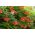 Trumpet Vine, Trumpet Creeper semena - Campsis radicans