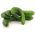 Timun Cina Slangen biji - Cucumis sativus - 175 biji - benih