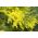 Sølvakacie - 20 frø - Acacia dealbata
