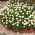 Semillas de margarita de ojo de buey - Chrysanthemum leucanthemum - Leucanthemum vulgare syn. Chrysanthemum leucanthemum