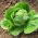 Salata verde de seminte de salata - Lactuca sativa - 1150 seminte - Lactuca sativa L.  - semințe