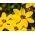 Bidens aurea - Tonalità dorate, perfette per bordi - Semi Freschi