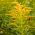 Canada Goldenrod seeds - Solidago canadensis - 2500 seeds