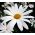 Semillas de margarita de ojo de buey - Chrysanthemum leucanthemum - Leucanthemum vulgare syn. Chrysanthemum leucanthemum