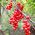 シサンドラ、シサンドラベリーの種 -  Schisandra chinensis - シーズ