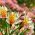 Peruvian Lily seeds - Alstroemeria Aurantiaca - 5 seeds