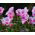 Godetia Cattleya zaden - Godetia grandiflora - 1500 zaden - Godetia grandifllora