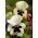 Viola wittrockiana - Silverbride, Silberbrauti - Bianco e Nero - 400 semi - Viola x wittrockiana