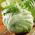Salata verde de seminte de salata - Lactuca sativa - 1150 seminte - Lactuca sativa L.  - semințe