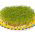 Sprouting seeds - Cress - Zesty Superfood Boost in Just Days - Fresh Seeds