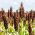 Cirok - fekete - 60 magok - Sorghum nigrum