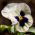 Viola wittrockiana - Silverbride, Silberbrauti - Bianco e Nero - 400 semi - Viola x wittrockiana
