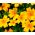 Semințe de gălbenuș de aur - Tagetes tenuifolia - 600 de semințe