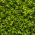 Sprouting seeds - Cress - Zesty Superfood Boost in Just Days - Fresh Seeds