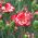 Raspberry Ripple Carnation seeds - Dianthus caryophyllus - 110 seeds