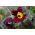 Red Pasque Flower zaden - Anemone pulsatilla - 38 zaden