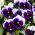 Hercai Menekşe Rab Beaconsfield tohumları-Viola x wittrockiana-250 tohumları - Viola x wittrockiana 