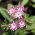 Drummond Phlox Twinkle Star magjai - Phlox drummonda cuspidata nana - 500 mag - Phlox drummondii cuspidata var. Stellaris - magok