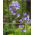 Almindelig jakobsstige - 300 frø - Polemonium caeruleum