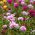 Praktportlak fylld mix - Portulaca grandiflora - Regnbågsfärger för iögonfallande trädgårdar - Färska frön