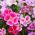 Atlasblomma - blandning - Godetia grandiflora - Flerfärgade blommor, fantastiska för snittarrangemang - Färska frön