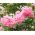 Crapa Myrtle, Crepe Semințe de Myrtle - Lagerstroemia indica - 40 semințe
