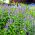 Anice menta messicana - Agastache mexicana - Aroma di menta, punte viola sorprendenti - Semi Freschi