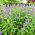 Anice menta messicana - Agastache mexicana - Aroma di menta, punte viola sorprendenti - Semi Freschi
