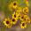 Tofarvet skønhedsøje - dværgblanding - Coreopsis tinctoria - Tidlig blomstring, livligt bunddække - Friske frø