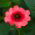 Nepal Cinquefoil, Miss Willmott seeds - Potentilla nepalensis - 600 zaden