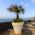 Cotton Palm, Desert Fan Palm seeds - Washingtonia filifera - 5 seeds