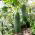 Pepino - Tessa - 105 sementes - Cucumis sativus