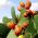 Fügekaktusz - Opuntia sp. - magok
