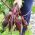 Beetroot - Opolski - Tender Roots, Perfect for Juicing and Pickling - Fresh Seeds