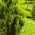 Lawson Cypress frø - Chamaecyparis lawsoniana - 100 frø