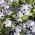 Sementes de Cinco Pontos - Nemophila maculata - 200 sementes