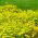 Semințe de gălbenuș de aur - Tagetes tenuifolia - 600 de semințe