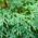 Lawson Cypress frø - Chamaecyparis lawsoniana - 100 frø