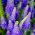 Veronica spicata - 1000 semillas