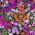 Busy Lizzie seeds - Impatiens walleriana - 160 seeds