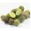 Ornamental Cucumber mixed seeds - Cucumis dipsaceus - 54 seeds