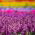 Salvia escarlata - variada - 84 semillas - Salvia splendens
