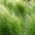 Iarbă de pene, semințe de pădure europeană - Stipa pennata - 10 semințe - Stipa joannis
