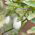 Aubergine - Golden Eggs - 25 frön - Solanum melongena