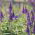 Veronica spicata - 1000 semillas
