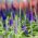Veronica spicata - 1000 semillas