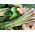 Citronelă - Cymbopogon flexuosus - Plantă culinară și medicinală, cu utilizare multifuncțională - Semințe proaspete