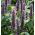 Anice menta messicana - Agastache mexicana - Aroma di menta, punte viola sorprendenti - Semi Freschi